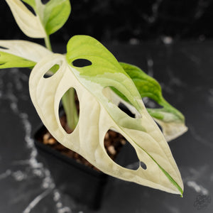 Monstera adansonii albo variegated *Large Form* (wk41-L84)