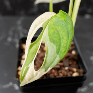 Monstera adansonii albo variegated *Large Form* (wk41-L84)
