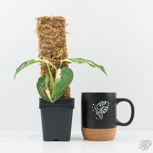 Monstera adansonii albo variegated *Large Form* (wk19-F)