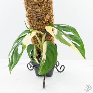 Monstera adansonii albo variegated *Large Form* (wk19-F)