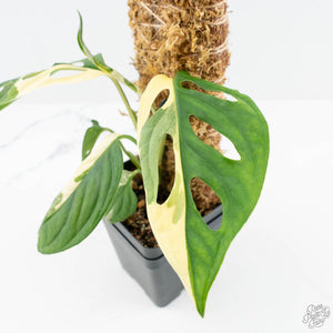 Monstera adansonii albo variegated *Large Form* (wk19-F)