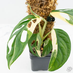 Monstera adansonii albo variegated *Large Form* (wk19-F)