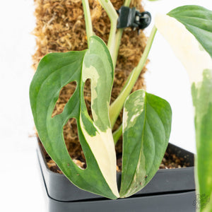 Monstera adansonii albo variegated *Large Form* (wk19-F)