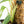 Monstera adansonii albo variegated *Large Form* (wk19-F)