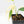 Monstera adansonii albo variegated *Large Form* (wk22-B)