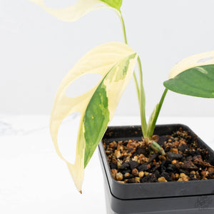 Monstera adansonii albo variegated *Large Form* (wk22-B)