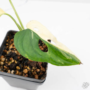 Monstera adansonii albo variegated *Large Form* (wk22-B)