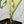 Monstera Adansonii Albo Variegated (Large Form/Indo Form) (wk32-D)