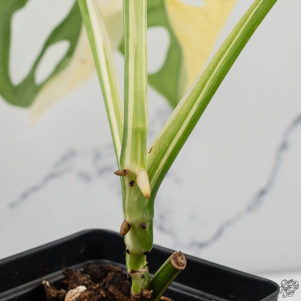 Monstera Adansonii Albo Variegated (Large Form/Indo Form) (wk32-D)