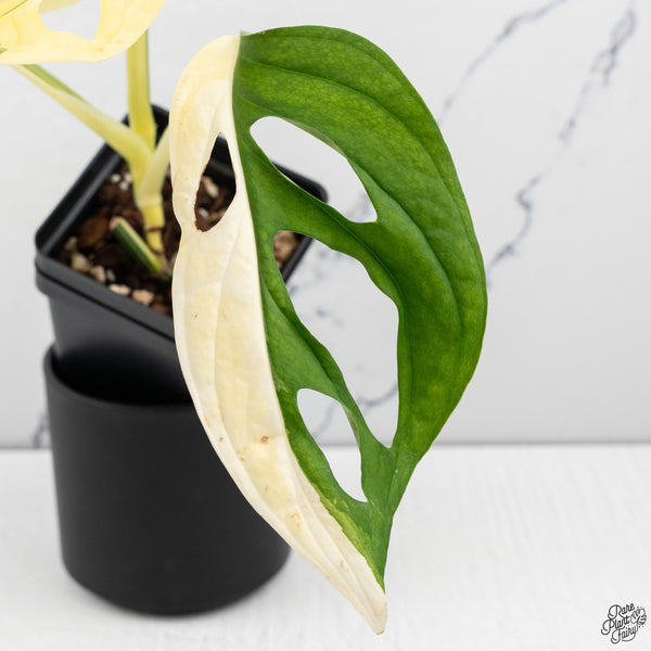Monstera Adansonii Albo Variegated (Large Form/Indo Form) (wk32-D)