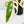Monstera Adansonii Albo Variegated (Large Form/Indo Form) (wk32-D)