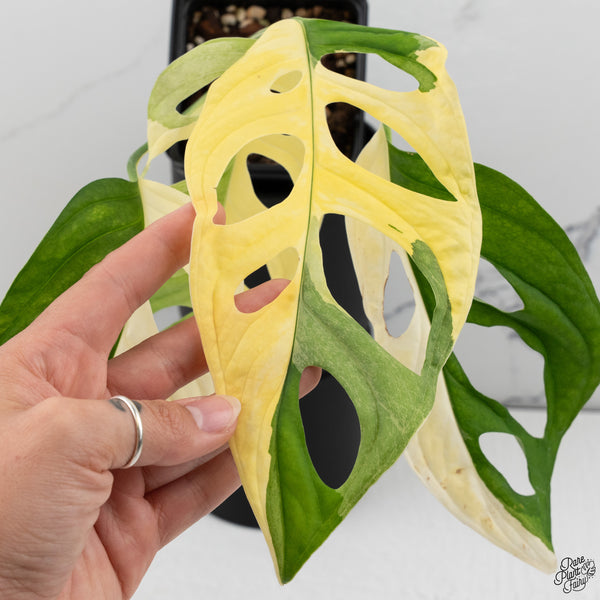 Monstera Adansonii Albo Variegated (Large Form/Indo Form) (wk32-D)