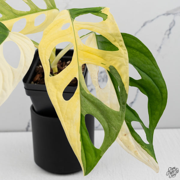 Monstera Adansonii Albo Variegated (Large Form/Indo Form) (wk32-D)