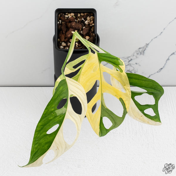 Monstera Adansonii Albo Variegated (Large Form/Indo Form) (wk32-D)
