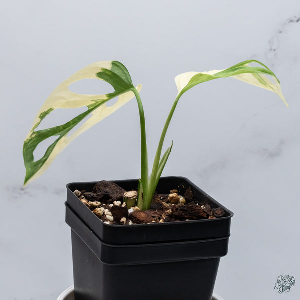 Monstera Adansonii Albo Variegated (Large Form/Indo Form) (wk34-C)