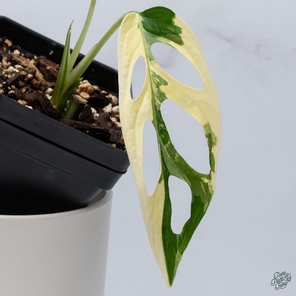 Monstera Adansonii Albo Variegated (Large Form/Indo Form) (wk34-C)