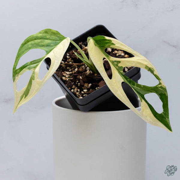 Monstera Adansonii Albo Variegated (Large Form/Indo Form) (wk34-C)