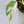 Monstera Adansonii Albo Variegated (Large Form/Indo Form) (wk34-C)