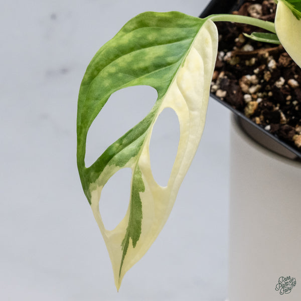 Monstera Adansonii Albo Variegated (Large Form/Indo Form) (wk34-C)