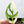Monstera Adansonii Albo Variegated (Large Form/Indo Form) (wk36-G)