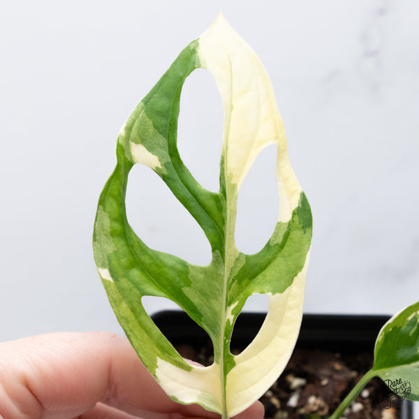 Monstera Adansonii Albo Variegated (Large Form/Indo Form) (wk36-G)