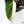 Monstera Adansonii Albo Variegated (Large Form/Indo Form) (wk36-G)