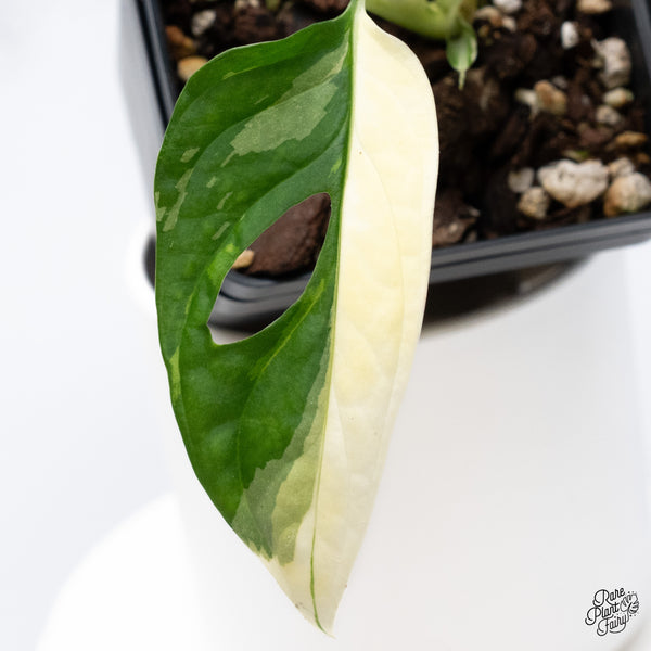 Monstera Adansonii Albo Variegated (Large Form/Indo Form) (wk36-G)