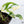 Monstera Adansonii Albo Variegated (Large Form/Indo Form) (wk36-G)