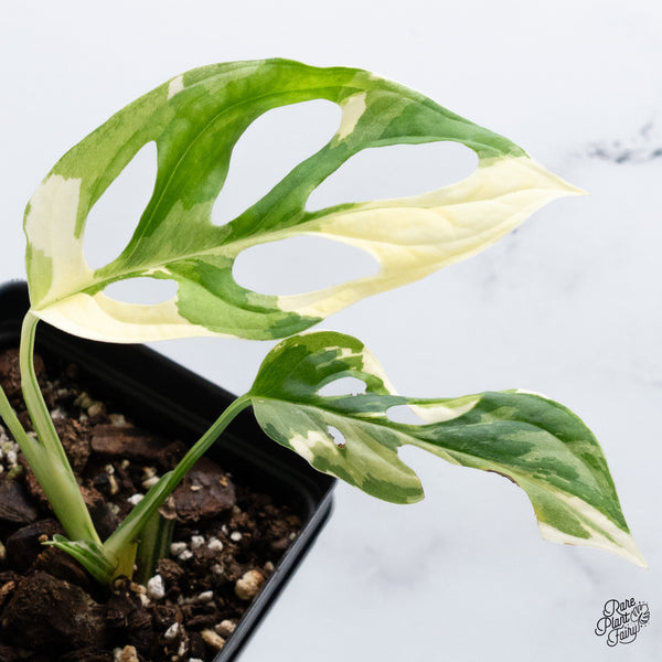 Monstera Adansonii Albo Variegated (Large Form/Indo Form) (wk36-G)