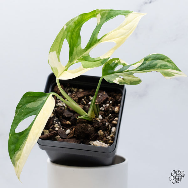 Monstera Adansonii Albo Variegated (Large Form/Indo Form) (wk36-G)