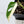 Monstera Adansonii Albo Variegated (Large Form/Indo Form) (wk36-G)