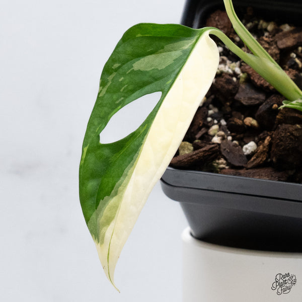 Monstera Adansonii Albo Variegated (Large Form/Indo Form) (wk36-G)