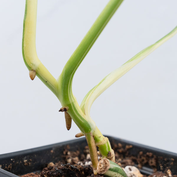 Monstera Adansonii Albo Variegated (Large Form/Indo Form) (wk37-D)
