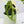 Monstera Adansonii Albo Variegated (Large Form/Indo Form) (wk37-D)
