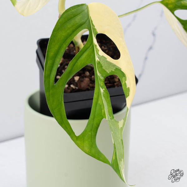 Monstera Adansonii Albo Variegated (Large Form/Indo Form) (wk37-D)