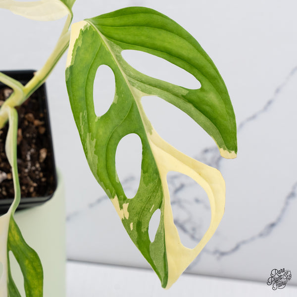 Monstera Adansonii Albo Variegated (Large Form/Indo Form) (wk37-D)