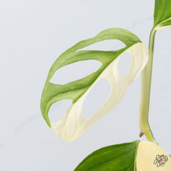 Monstera Adansonii Albo Variegated (Large Form/Indo Form) (wk37-D)