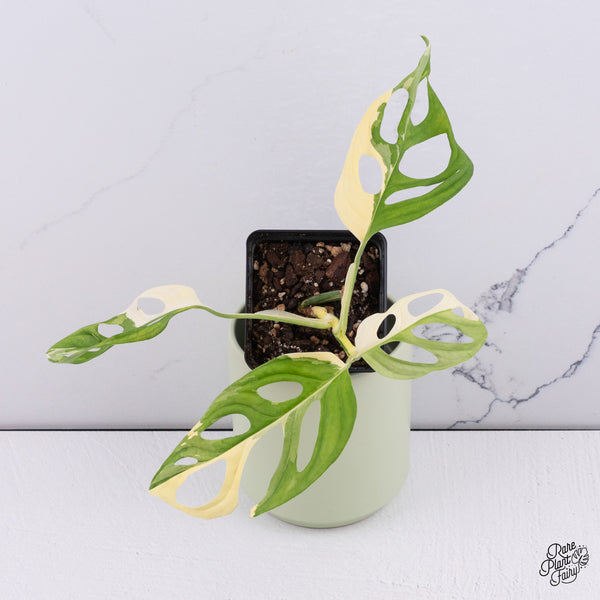 Monstera Adansonii Albo Variegated (Large Form/Indo Form) (wk37-D)