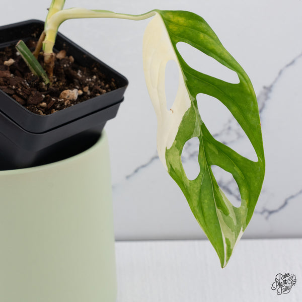 Monstera Adansonii Albo Variegated (Large Form/Indo Form) (wk37-D)
