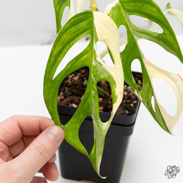 Monstera Adansonii Albo Variegated (Large Form/Indo Form) (wk45-I)