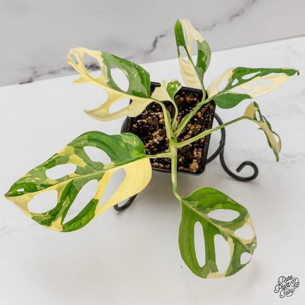 Monstera Adansonii Albo Variegated (Large Form/Indo Form) (wk47-B)