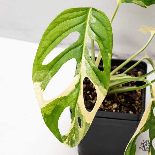 Monstera Adansonii Albo Variegated (Large Form/Indo Form) (wk47-B)