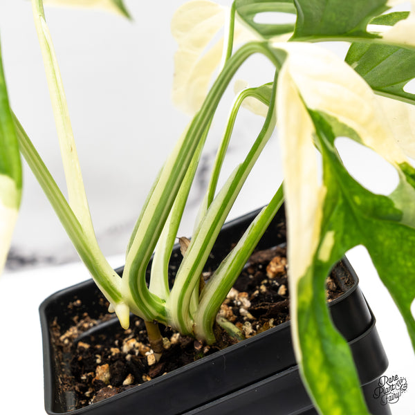 Monstera Adansonii Albo Variegated (Large Form/Indo Form) (wk47-B)