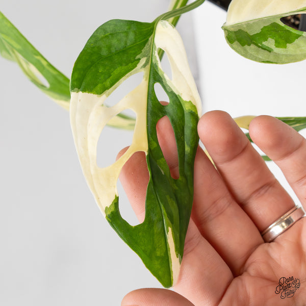 Monstera Adansonii Albo Variegated (Large Form/Indo Form) (wk47-B)