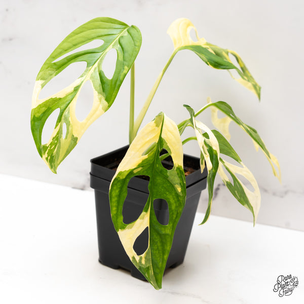 Monstera Adansonii Albo Variegated (Large Form/Indo Form) (wk47-B)