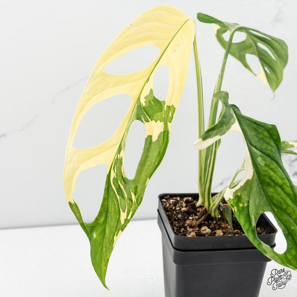 Monstera Adansonii Albo Variegated (Large Form) (wk48-E)