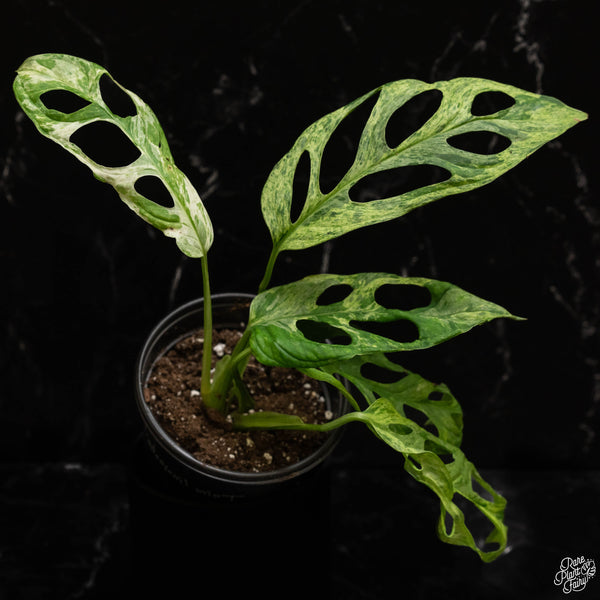 Monstera Adansonii Mint Variegated (Indo Form) *Grower's Choice*