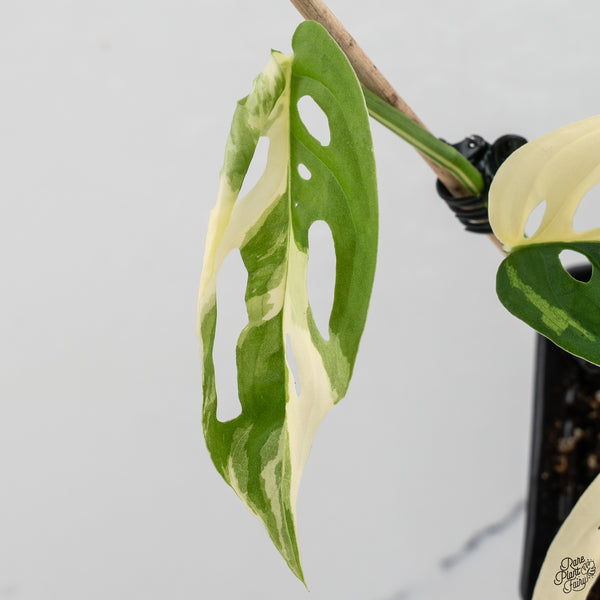 Monstera Adansonii sp. 'Double Windows' Albo Variegated (Commonly Mislabeled as Monstera Acuminata Albo) (wk32-C)