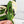 Monstera Adansonii sp. 'Double Windows' Albo Variegated (Commonly Mislabeled as Monstera Acuminata Albo) (wk32-C)