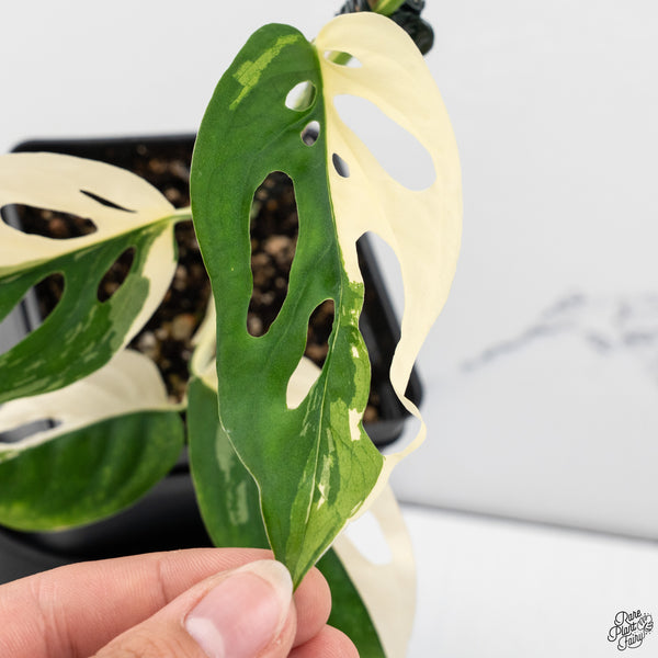 Monstera Adansonii sp. 'Double Windows' Albo Variegated (Commonly Mislabeled as Monstera Acuminata Albo) (wk32-C)